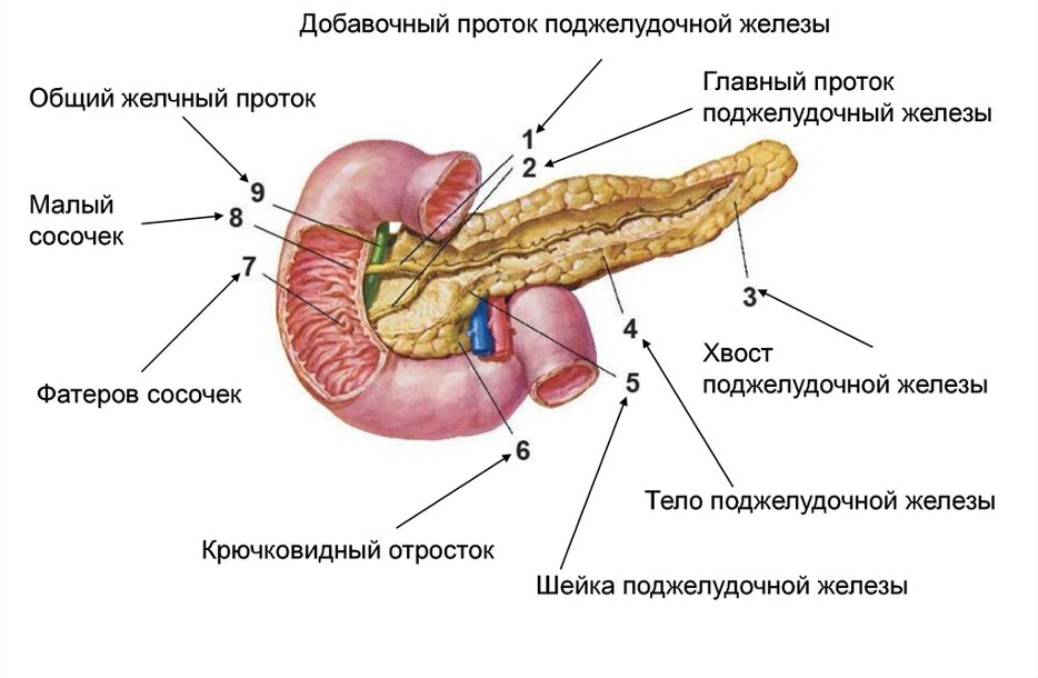 Рак поджелудочной железы: лечение, диагностика, симптомы – Киев